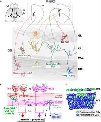 The Functional Role of Olfactory Bulb Granule Cell Subtypes Derived From Embryonic and Postnatal Neurogenesis